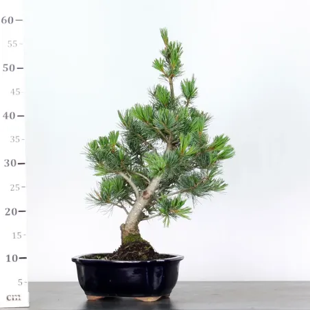 image supplémentaire - JAPANESE WHITE PINE...