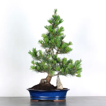 JAPANESE WHITE PINE “PENTAPHYLLA” 2-9