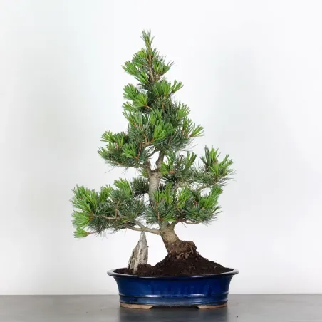 image supplémentaire - JAPANESE WHITE PINE...