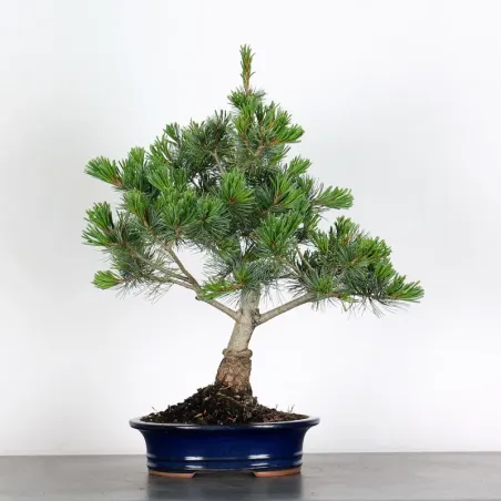 PIN BLANC DU JAPON "PENTAPHYLLA" 3-2