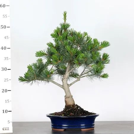 image supplémentaire - JAPANESE WHITE PINE...
