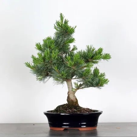 PIN BLANC DU JAPON "PENTAPHYLLA" 3-6