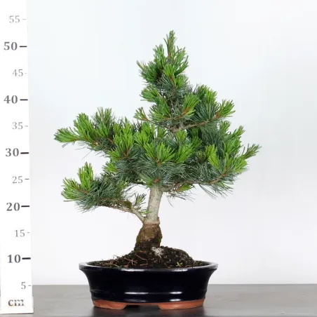 image supplémentaire - JAPANESE WHITE PINE...