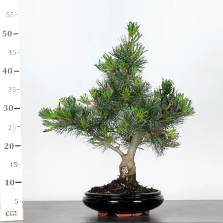 image supplémentaire - JAPANESE WHITE PINE...