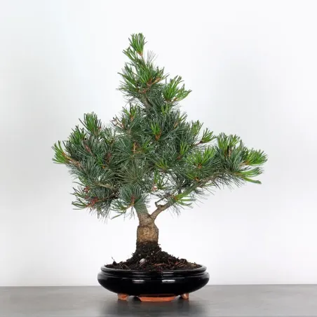 PIN BLANC DU JAPON "PENTAPHYLLA" 3-9