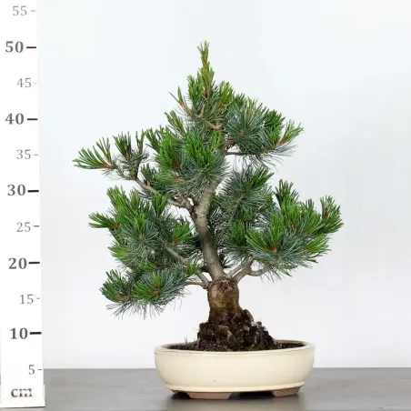 image supplémentaire - JAPANESE WHITE PINE...