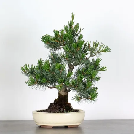 PIN BLANC DU JAPON "PENTAPHYLLA" 3-10