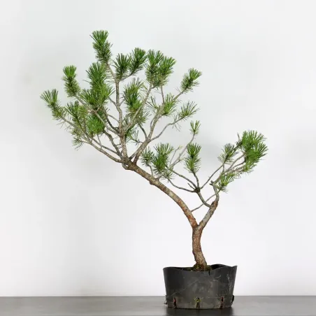 PREBONSAI "PINUS MUGO"n°1
