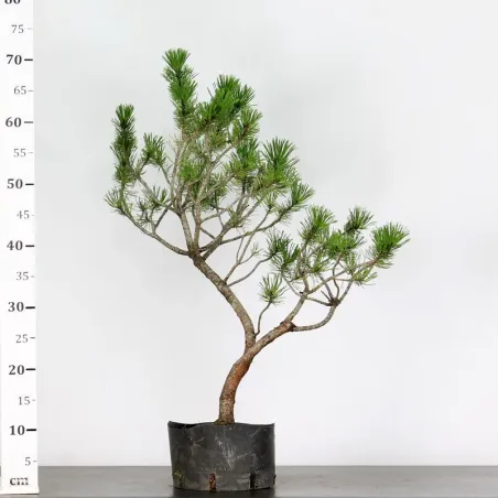 image supplémentaire - PREBONSAI "PINUS MUGO"n°1