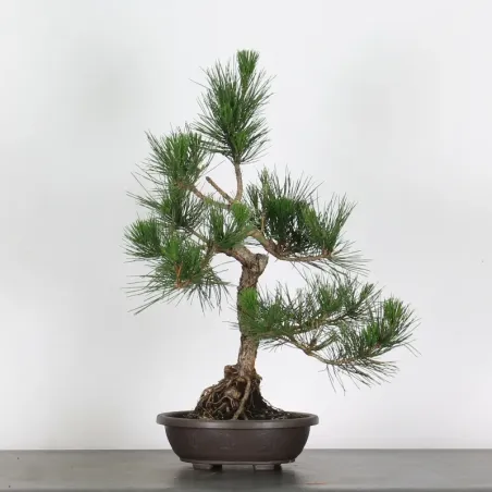 JAPANESE BLACK PINE "THUNBERGII" 2-13