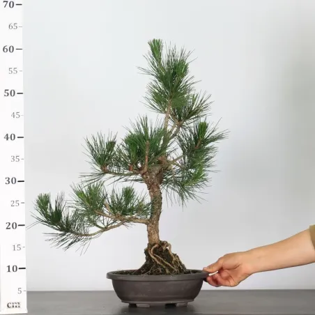 image supplémentaire - JAPANESE BLACK PINE...
