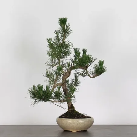 JAPANESE BLACK PINE "THUNBERGII" 2-14