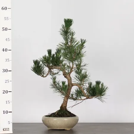 image supplémentaire - JAPANESE BLACK PINE...
