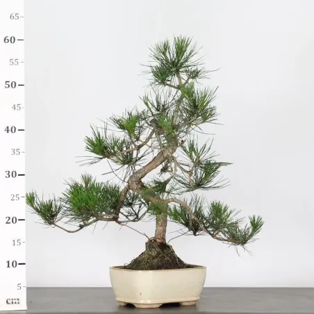 image supplémentaire - JAPANESE BLACK PINE...