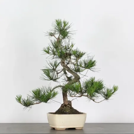 JAPANESE BLACK PINE "THUNBERGII" 2-15
