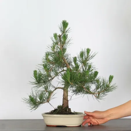 image supplémentaire - JAPANESE BLACK PINE...