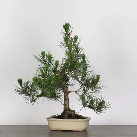 JAPANESE BLACK PINE "THUNBERGII" 2-16