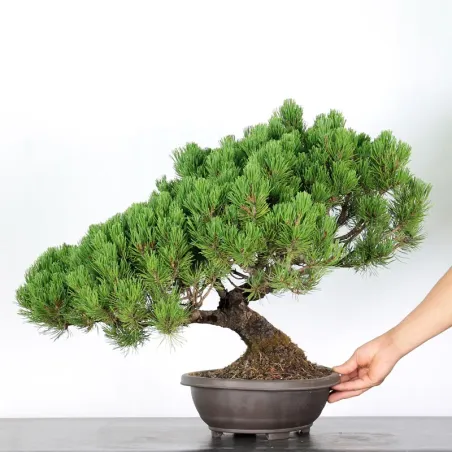 BONSAI PIN "PINUS MUGO" 3-14