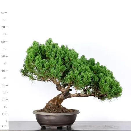 image supplémentaire - BONSAI PIN "PINUS MUGO" 3-14