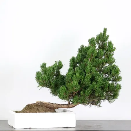 BONSAI PINUS MUGO 3-15