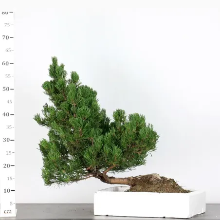 image supplémentaire - BONSAI PINUS MUGO 3-15
