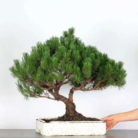BONSAI PIN "PINUS MUGO" 3-16