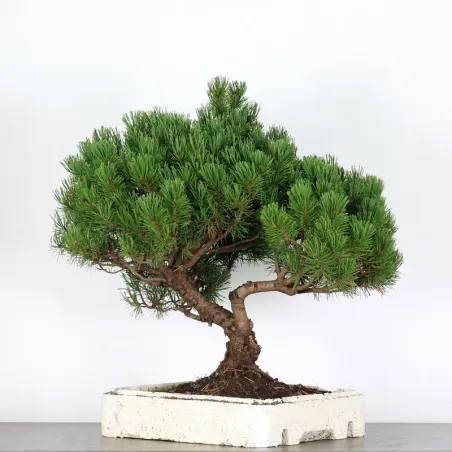 image supplémentaire - BONSAI PIN "PINUS MUGO" 3-16