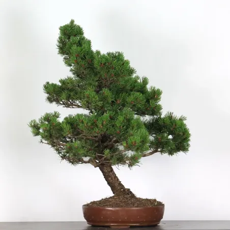 image supplémentaire - BONSAI PINUS MUGO 4-2
