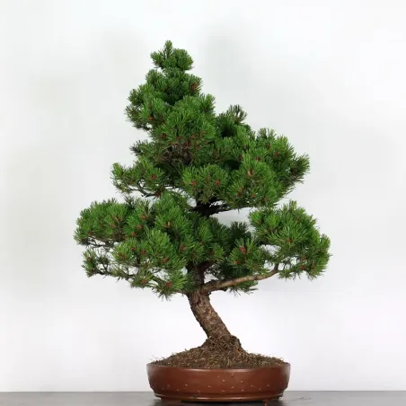 Pin mugo bonsai PM-4-2