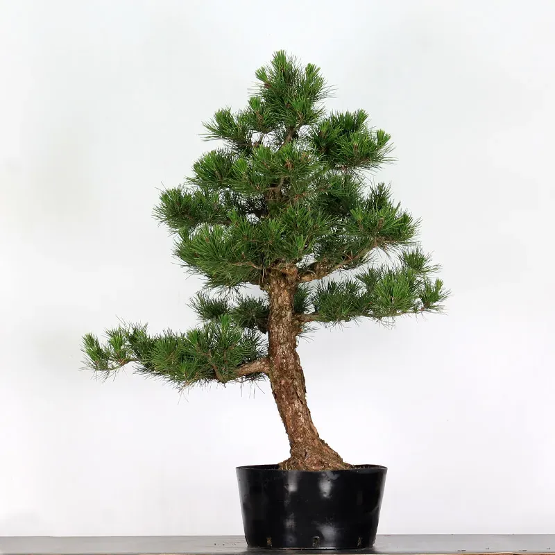 JAPANESE BLACK PINE "THUNBERGII" 3-1