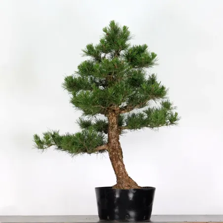 PIN NOIR DU JAPON "THUNBERGII" 3-1