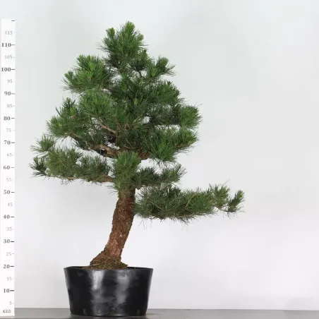 image supplémentaire - JAPANESE BLACK PINE...