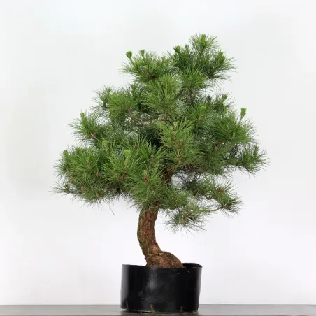 PIN NOIR DU JAPON "THUNBERGII" 3-2