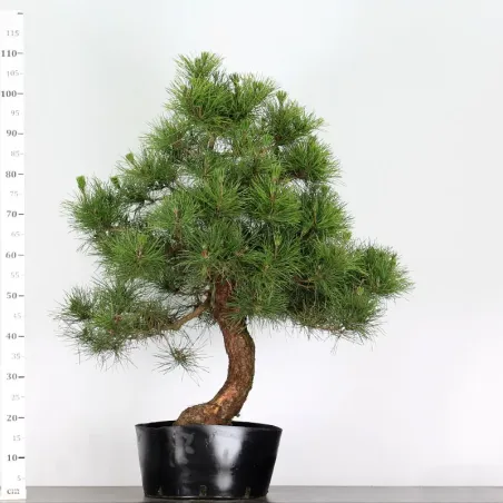 image supplémentaire - JAPANESE BLACK PINE...