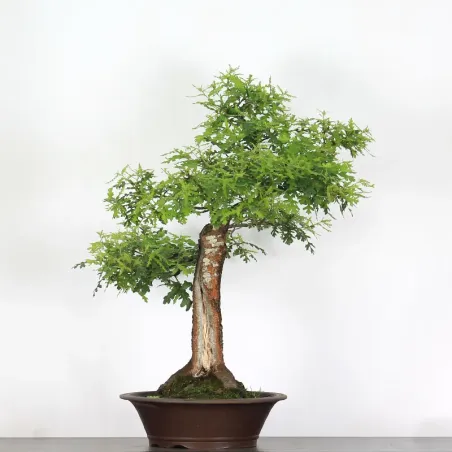 image supplémentaire - CHÊNE "QUERCUS CERRIS" 2-8