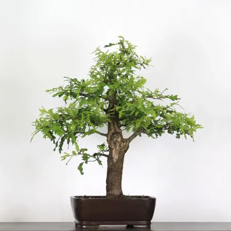 CHÊNE "QUERCUS CERRIS" 2-7