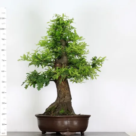 image supplémentaire - CHÊNE "QUERCUS CERRIS" 3-4