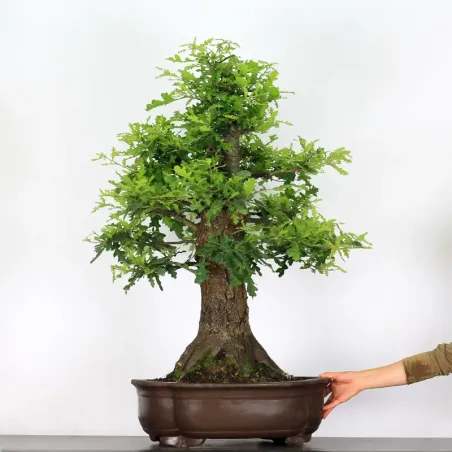 Bonsaï chêne pédonculé (Quercus Robur) CHR-3-4