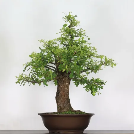 CHÊNE "QUERCUS CERRIS" 3-5