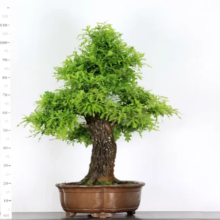 image supplémentaire - CHÊNE "QUERCUS CERRIS" 3-1
