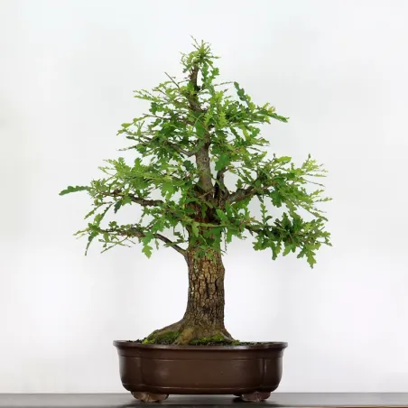 image supplémentaire - CHÊNE "QUERCUS CERRIS" 3-2