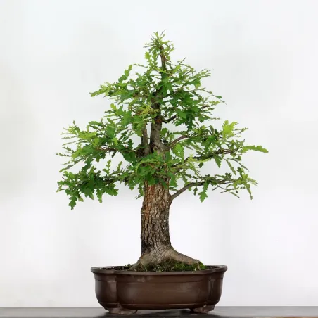 Bonsaï chêne pédonculé (Quercus Robur) 35 ans CHR-3-2