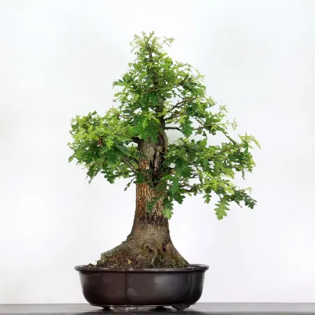 Bonsaï chêne pédonculé (Quercus Robur)  CHR-3-3