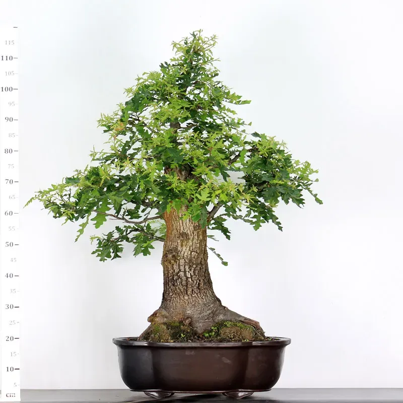 image supplémentaire - CHÊNE "QUERCUS CERRIS" 3-3