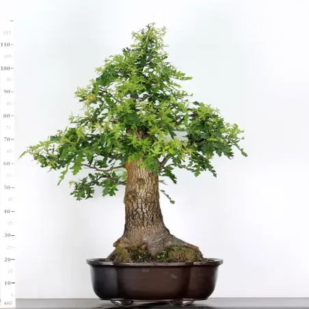 image supplémentaire - CHÊNE "QUERCUS CERRIS" 3-3