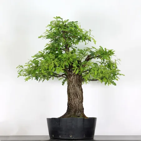 Bonsaï chêne pédonculé (Quercus Robur) CHR-4-3