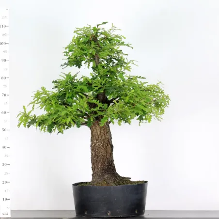 image supplémentaire - CHÊNE "QUERCUS CERRIS" 4-3