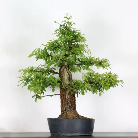 Bonsaï chêne pédonculé (Quercus Robur) CHR-4-2