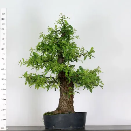 image supplémentaire - CHÊNE "QUERCUS CERRIS" 4-2