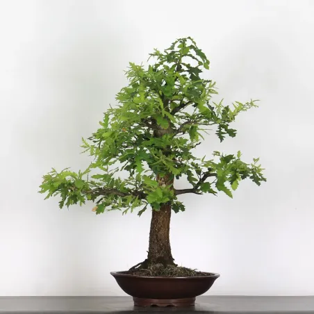 CHÊNE "QUERCUS CERRIS" 2-6